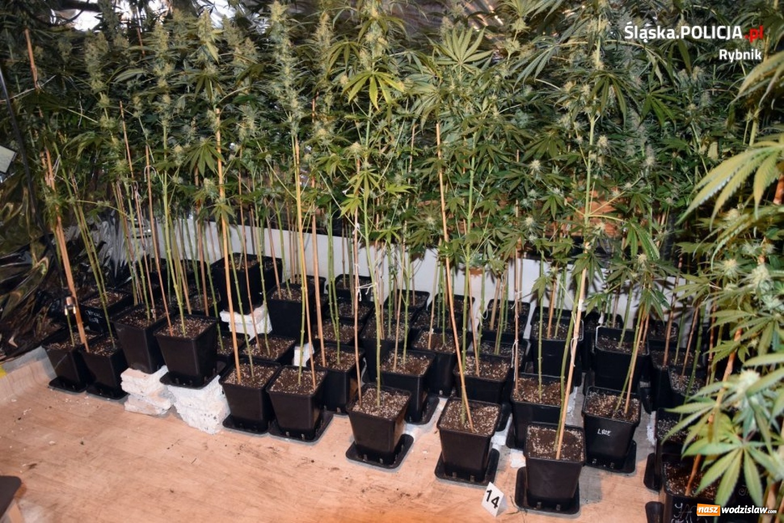 Zdjęcie w galerii na portalu naszwodzislaw.com: Policja zlikwidowała ogromną plantację marihuany [FOTO i WIDEO]  wiadomości z regionu