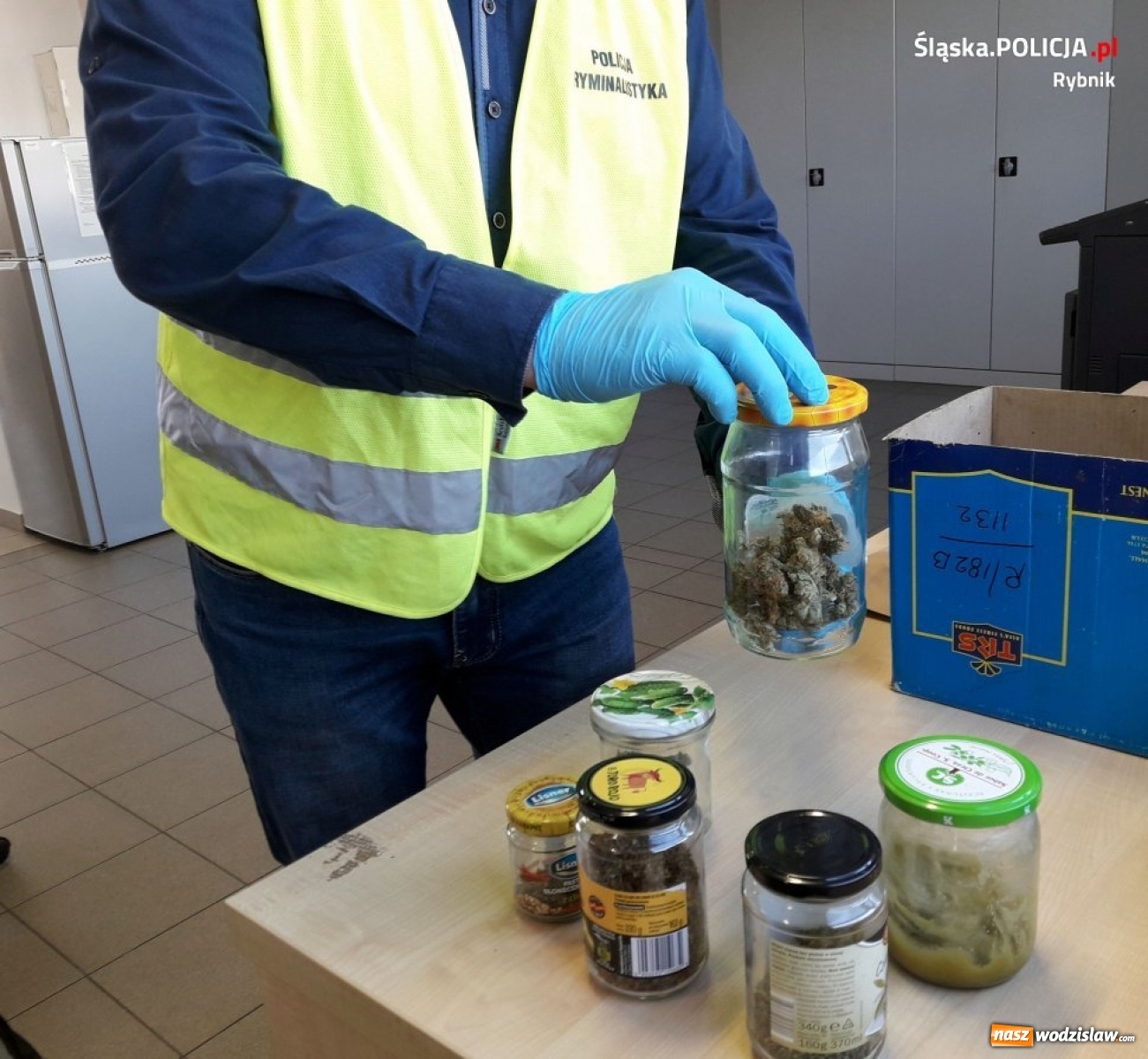 Zdjęcie w galerii na portalu naszwodzislaw.com: Policja zlikwidowała ogromną plantację marihuany [FOTO i WIDEO]  wiadomości z regionu