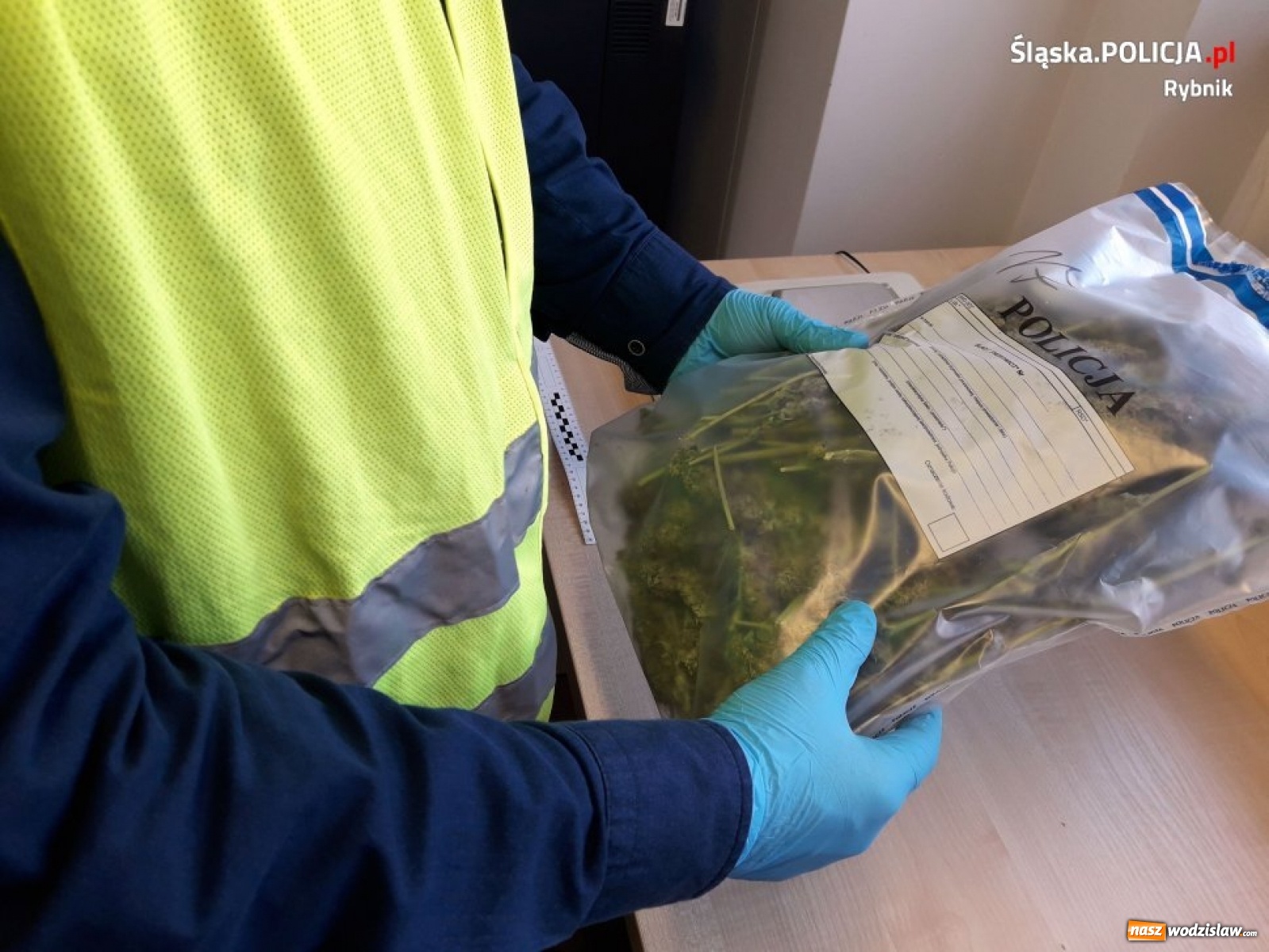 Zdjęcie w galerii na portalu naszwodzislaw.com: Policja zlikwidowała ogromną plantację marihuany [FOTO i WIDEO]  wiadomości z regionu