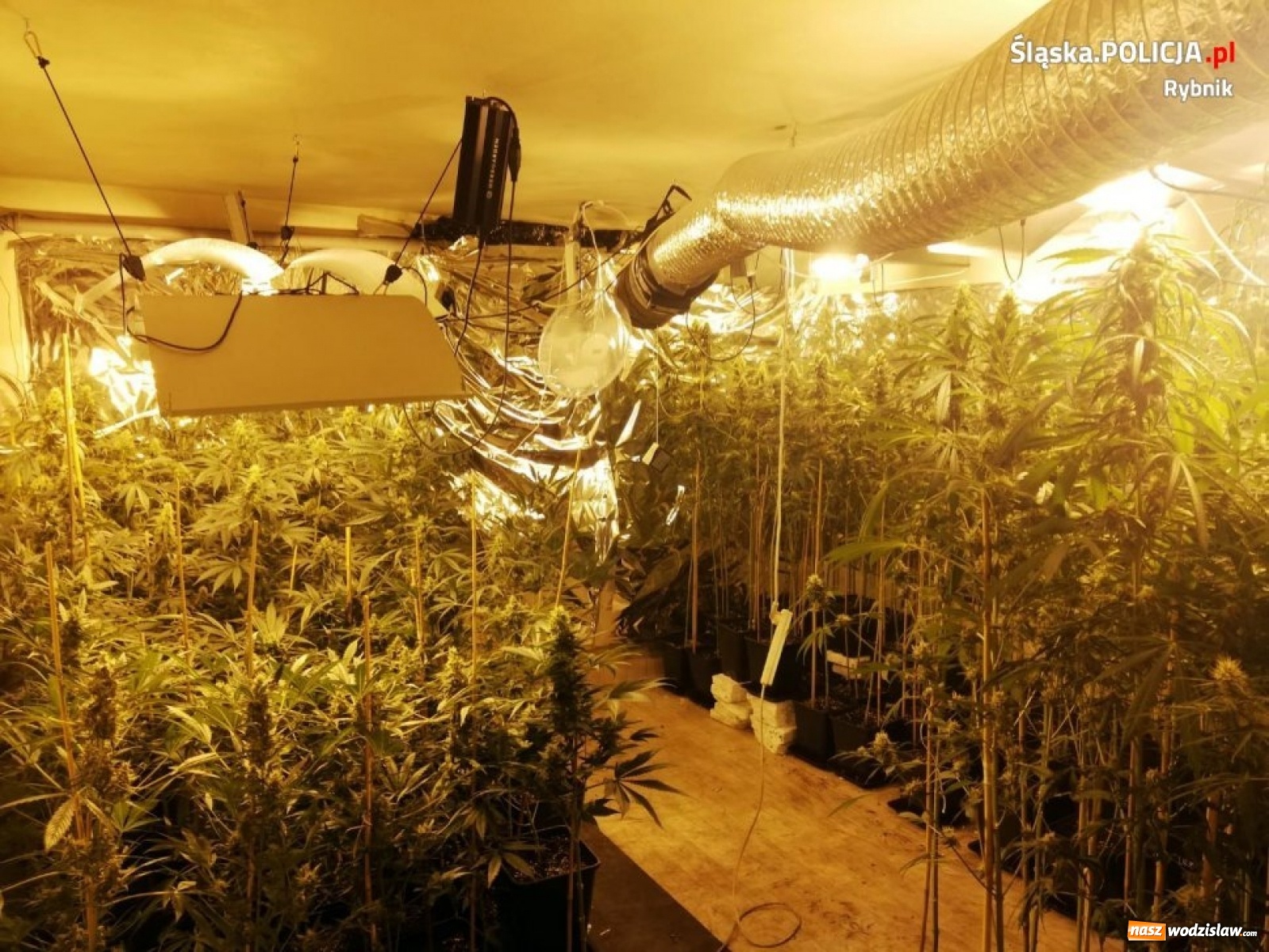 Zdjęcie w galerii na portalu naszwodzislaw.com: Policja zlikwidowała ogromną plantację marihuany [FOTO i WIDEO]  wiadomości z regionu