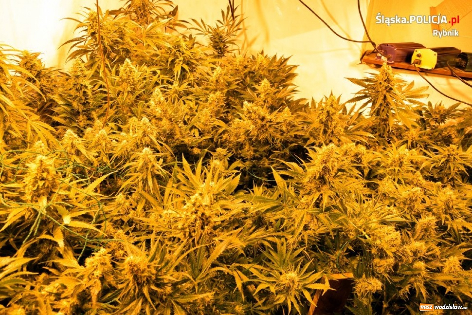 Zdjęcie w galerii na portalu naszwodzislaw.com: Policja zlikwidowała ogromną plantację marihuany [FOTO i WIDEO]  wiadomości z regionu