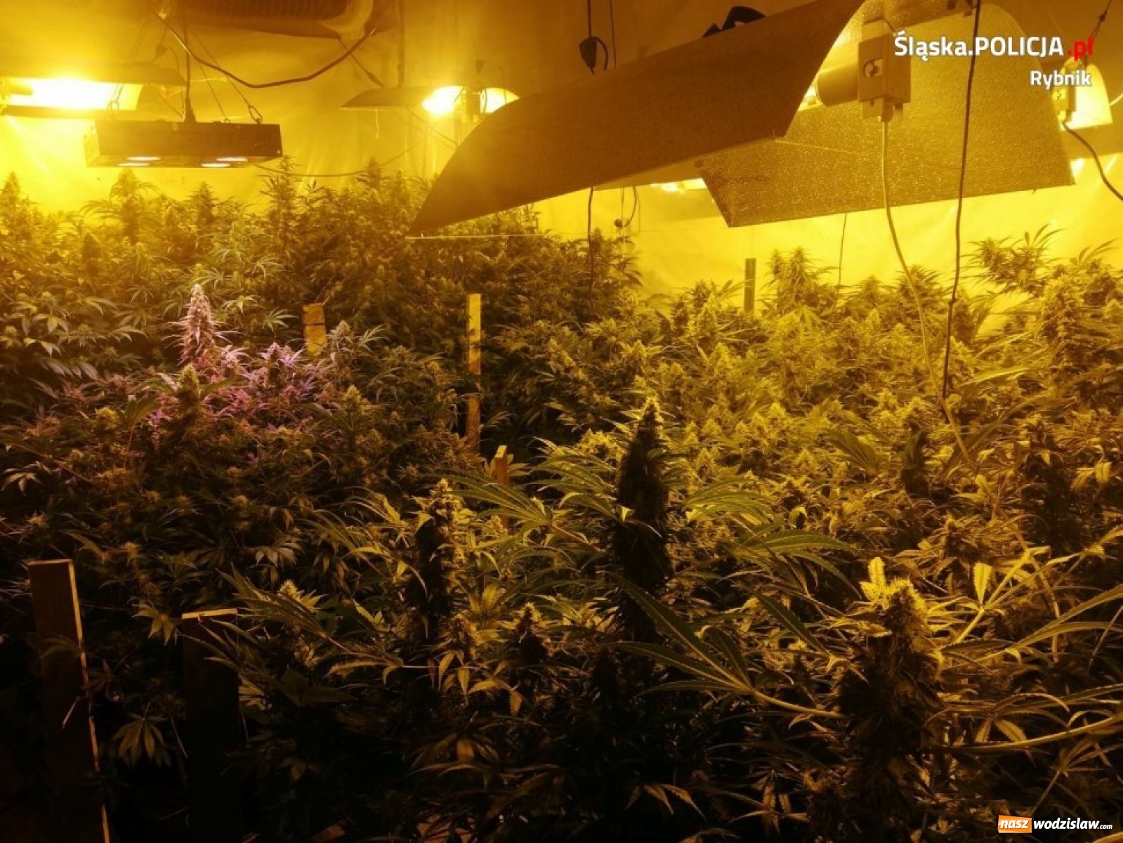 Zdjęcie w galerii na portalu naszwodzislaw.com: Policja zlikwidowała ogromną plantację marihuany [FOTO i WIDEO]  wiadomości z regionu