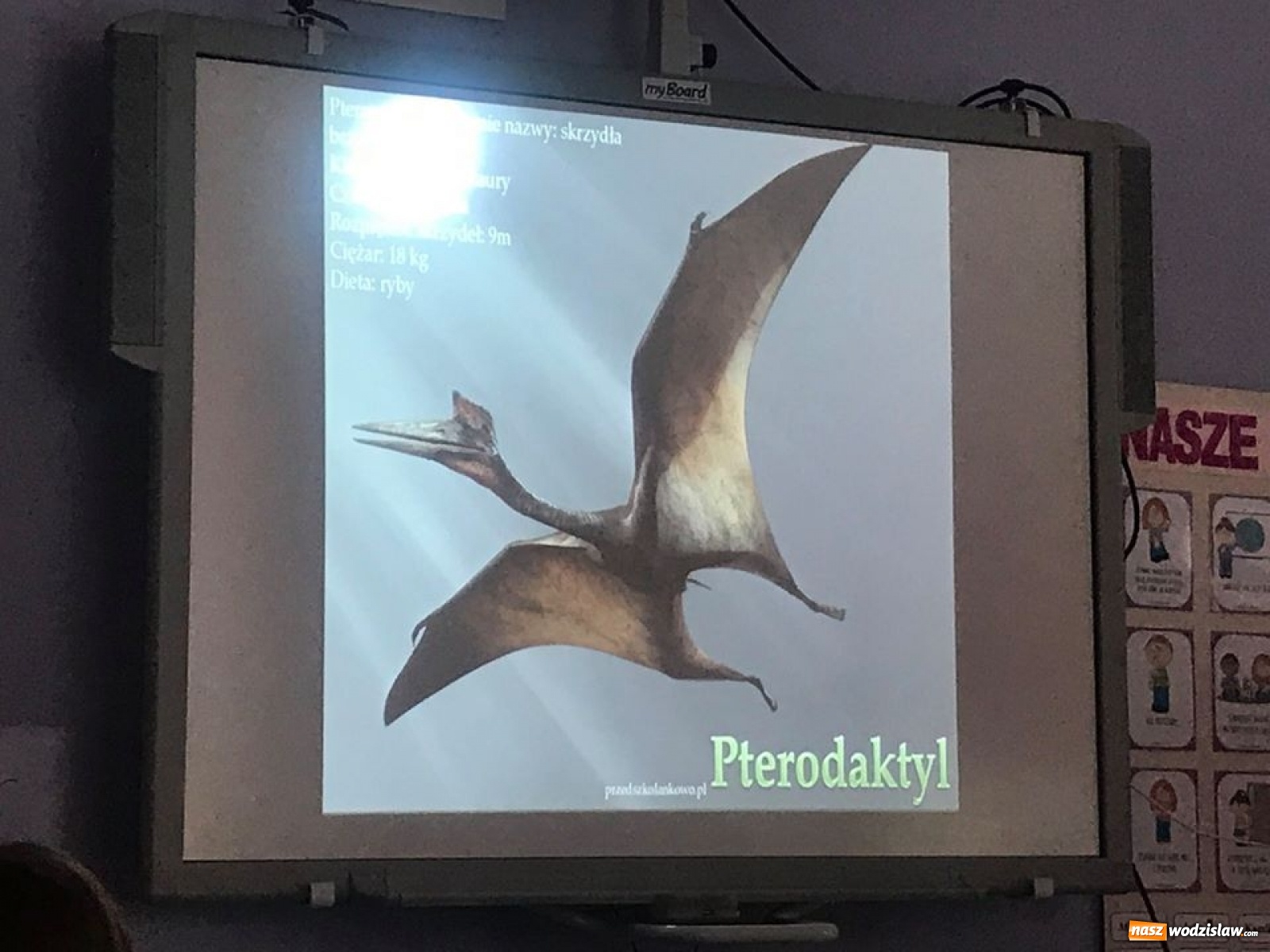 Zdjęcie w galerii na portalu naszwodzislaw.com: Przedszkolaki z wodzisławskiej szóstki świętowały Dzień Dinozaura wiadomości z regionu