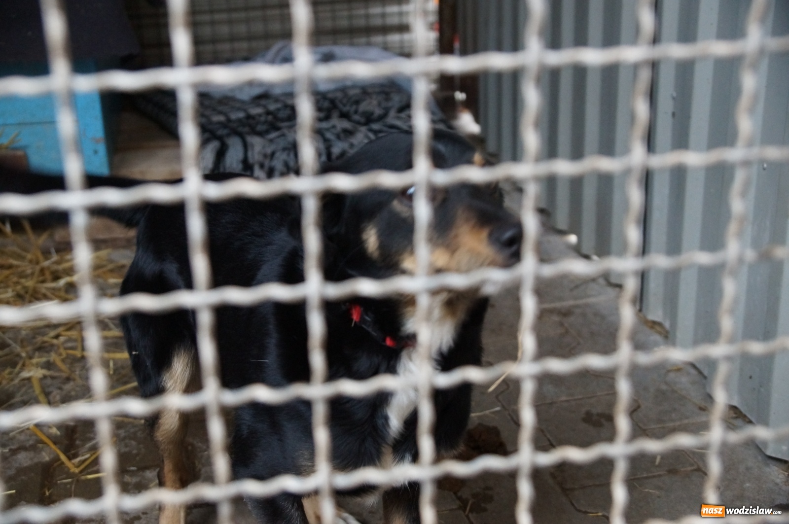 Zdjęcie w galerii na portalu naszwodzislaw.com: Zabierz mnie na spacer lub na całe życie wiadomości z regionu