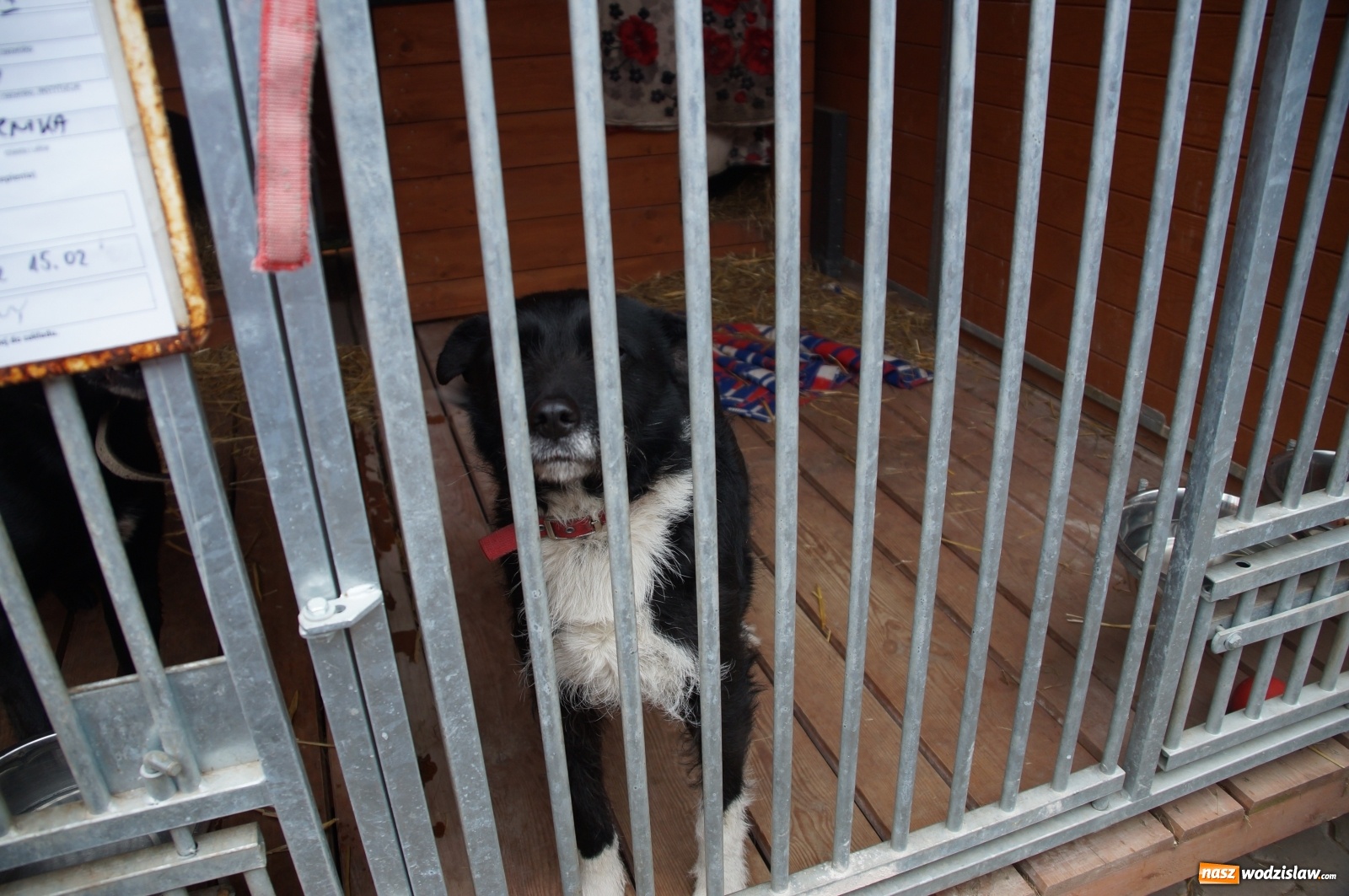 Zdjęcie w galerii na portalu naszwodzislaw.com: Zabierz mnie na spacer lub na całe życie wiadomości z regionu