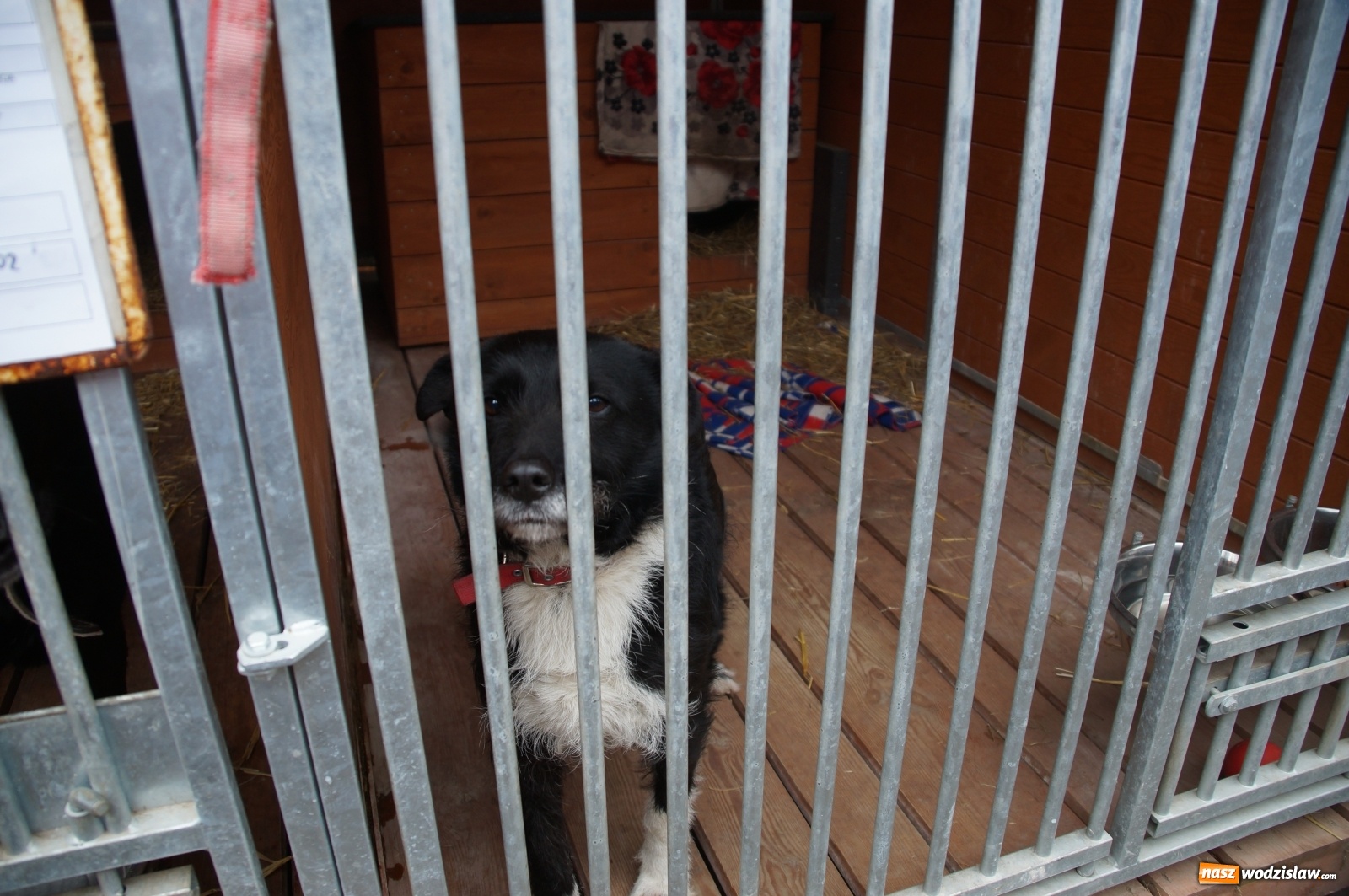 Zdjęcie w galerii na portalu naszwodzislaw.com: Zabierz mnie na spacer lub na całe życie wiadomości z regionu