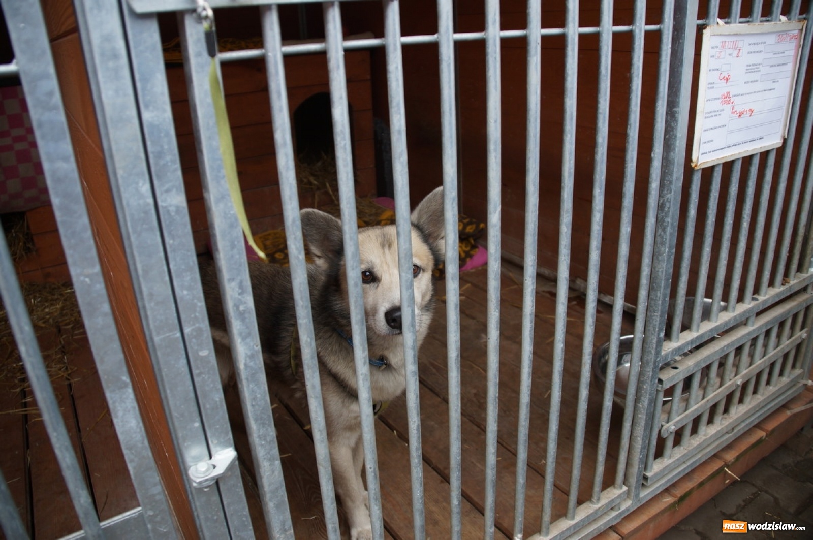 Zdjęcie w galerii na portalu naszwodzislaw.com: Zabierz mnie na spacer lub na całe życie wiadomości z regionu