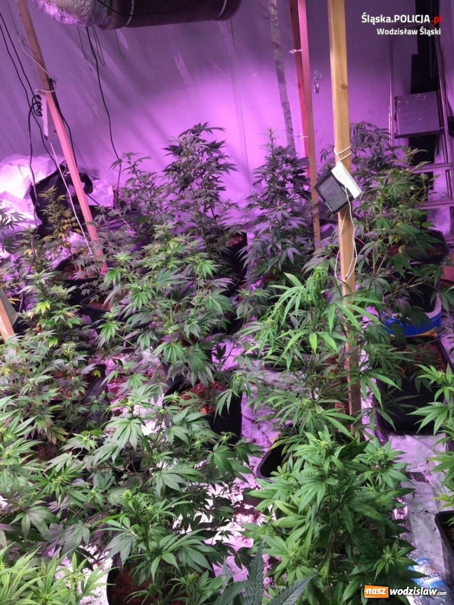 Zdjęcie w galerii na portalu naszwodzislaw.com: Wynajmowany dom przerobił na plantację konopi wiadomości z regionu