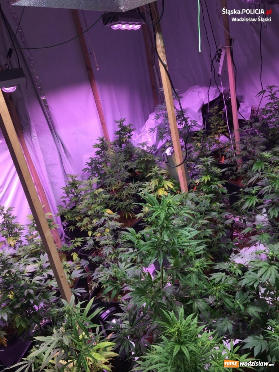 Zdjęcie w galerii na portalu naszwodzislaw.com: Wynajmowany dom przerobił na plantację konopi wiadomości z regionu