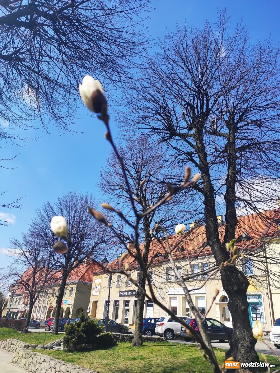 Zdjęcie w galerii na portalu naszwodzislaw.com: Wodzisław Śląski stroi się na święta wiadomości z regionu