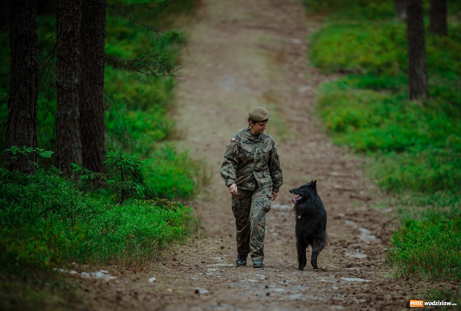 Zdjęcie w galerii na portalu naszwodzislaw.com: Pierwszy pies ratowniczy w Wojsku Polskim wiadomości z regionu