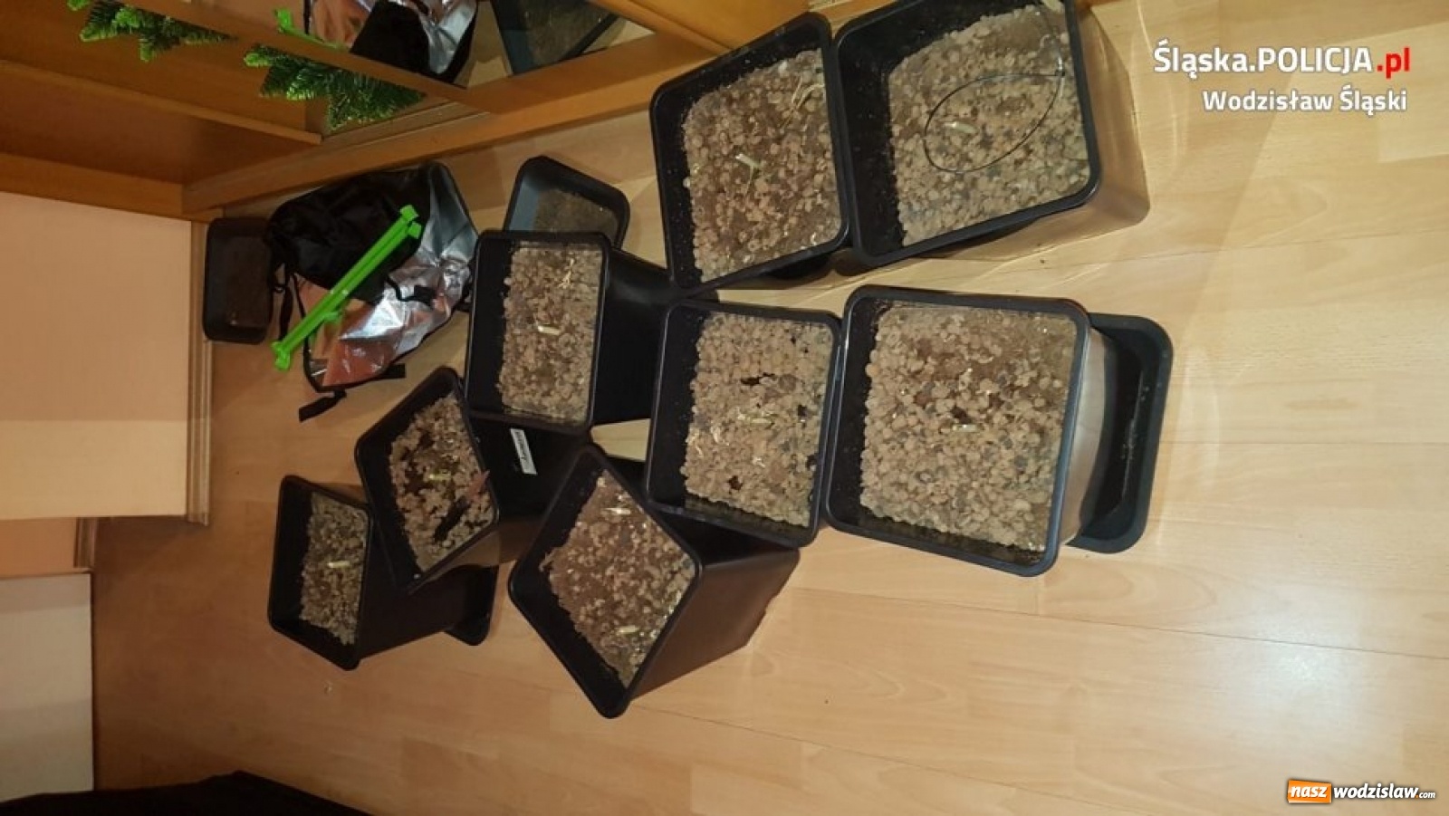 Zdjęcie w galerii na portalu naszwodzislaw.com: Wpadka plantatora marihuany w Rydułtowach wiadomości z regionu