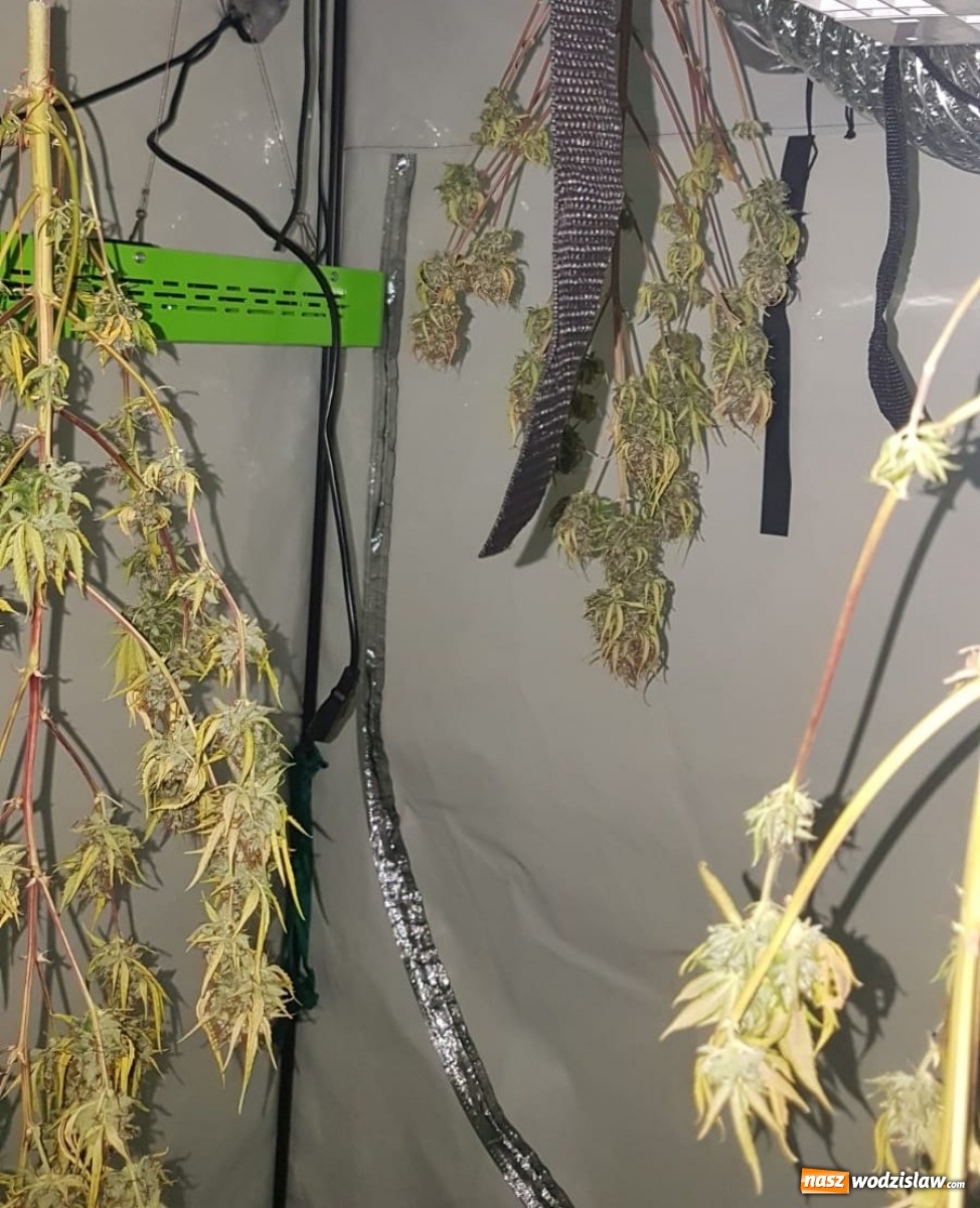 Zdjęcie w galerii na portalu naszwodzislaw.com: Wpadka plantatora marihuany w Rydułtowach wiadomości z regionu