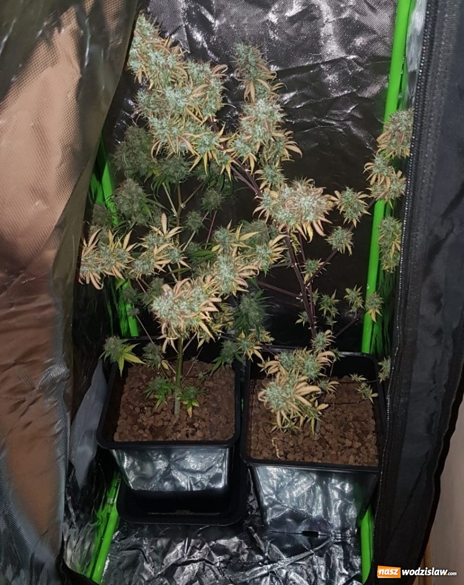 Zdjęcie w galerii na portalu naszwodzislaw.com: Wpadka plantatora marihuany w Rydułtowach wiadomości z regionu