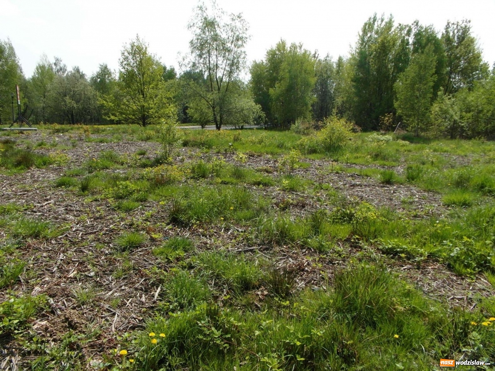 Zdjęcie w galerii na portalu naszwodzislaw.com: Drugie podejście wodzisławskiego magistratu do sprzedaży terenów przy ulicy Mieszka wiadomości z regionu