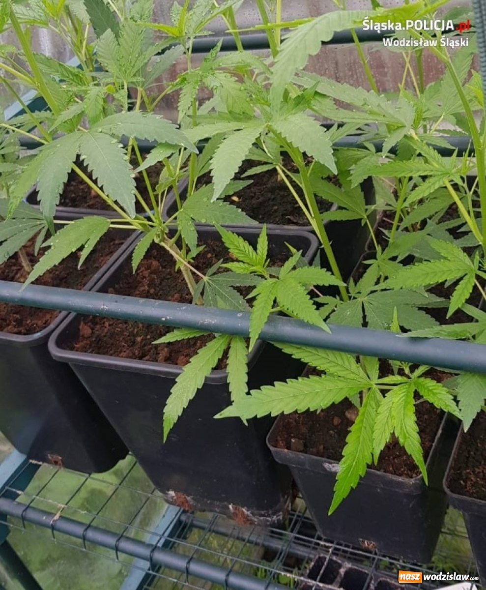 Zdjęcie w galerii na portalu naszwodzislaw.com: Domowa plantacja marihuany w Pszowie zlikwidowana wiadomości z regionu
