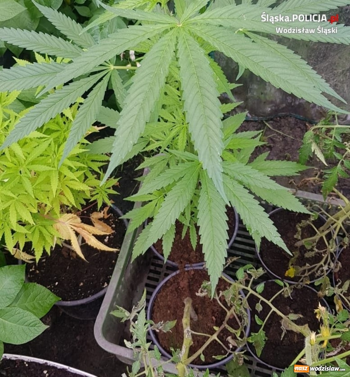 Zdjęcie w galerii na portalu naszwodzislaw.com: Domowa plantacja marihuany w Pszowie zlikwidowana wiadomości z regionu
