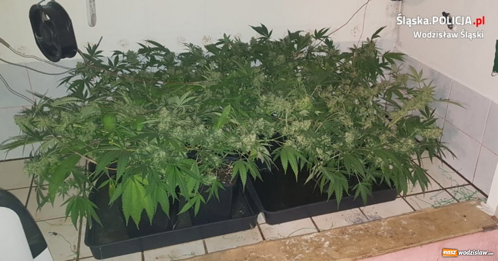 Zdjęcie w galerii na portalu naszwodzislaw.com: Domowa plantacja marihuany w Pszowie zlikwidowana wiadomości z regionu