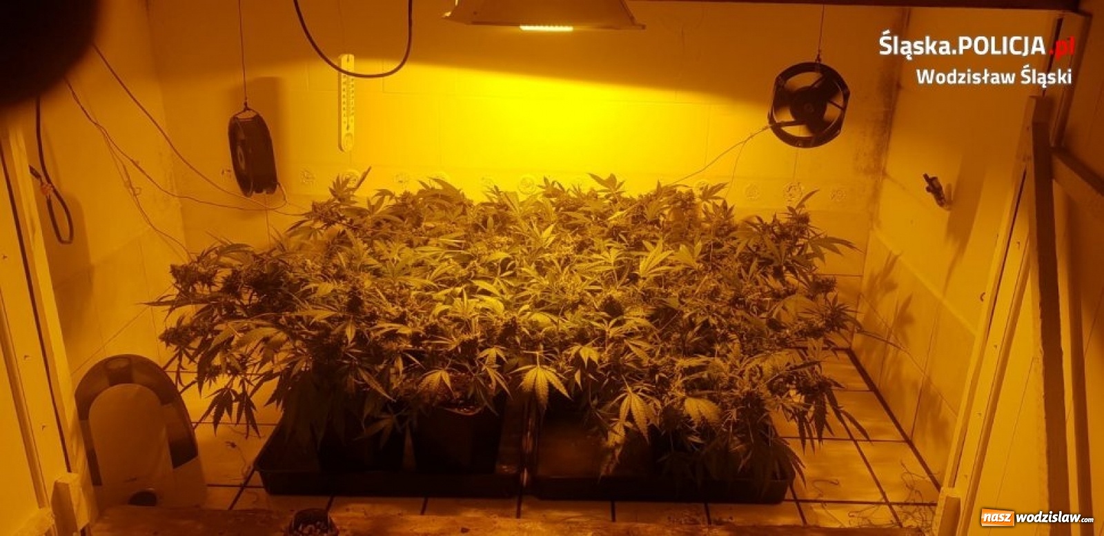 Zdjęcie w galerii na portalu naszwodzislaw.com: Domowa plantacja marihuany w Pszowie zlikwidowana wiadomości z regionu
