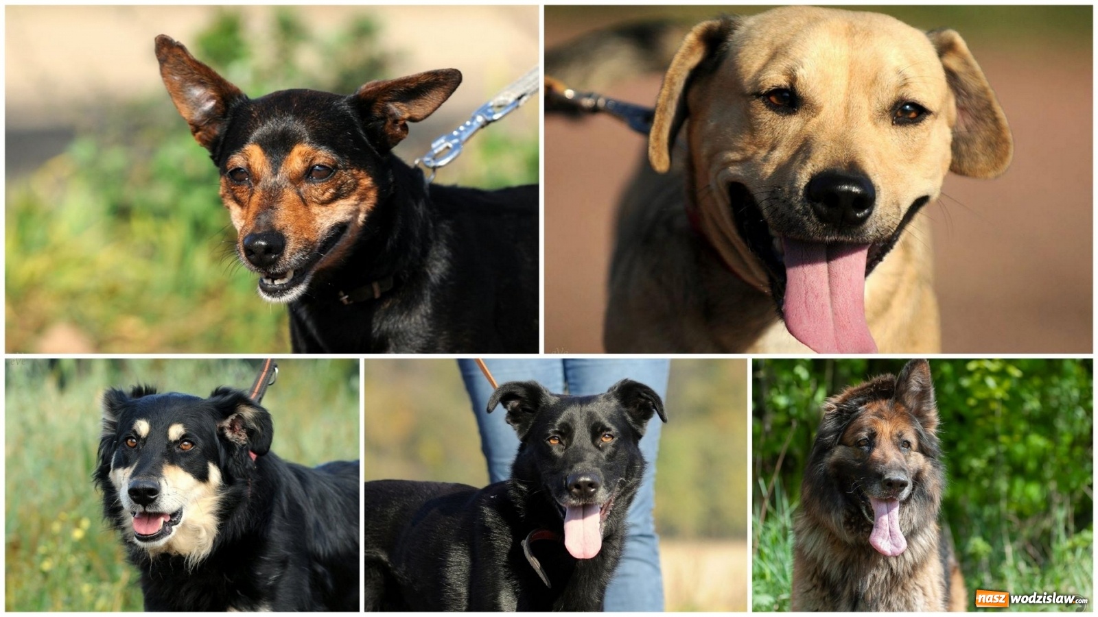 Zdjęcie w galerii na portalu naszwodzislaw.com: Zyskaj przyjaciela na całe życie wiadomości z regionu