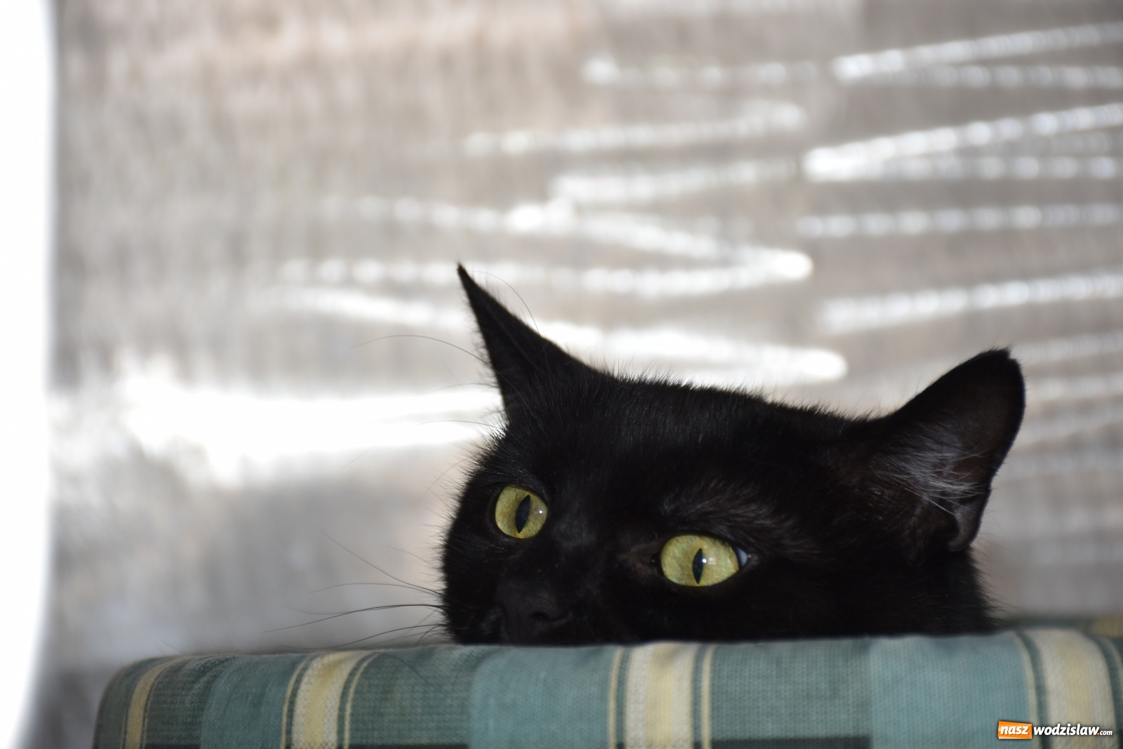 Zdjęcie w galerii na portalu naszwodzislaw.com: Zyskaj przyjaciela na całe życie wiadomości z regionu