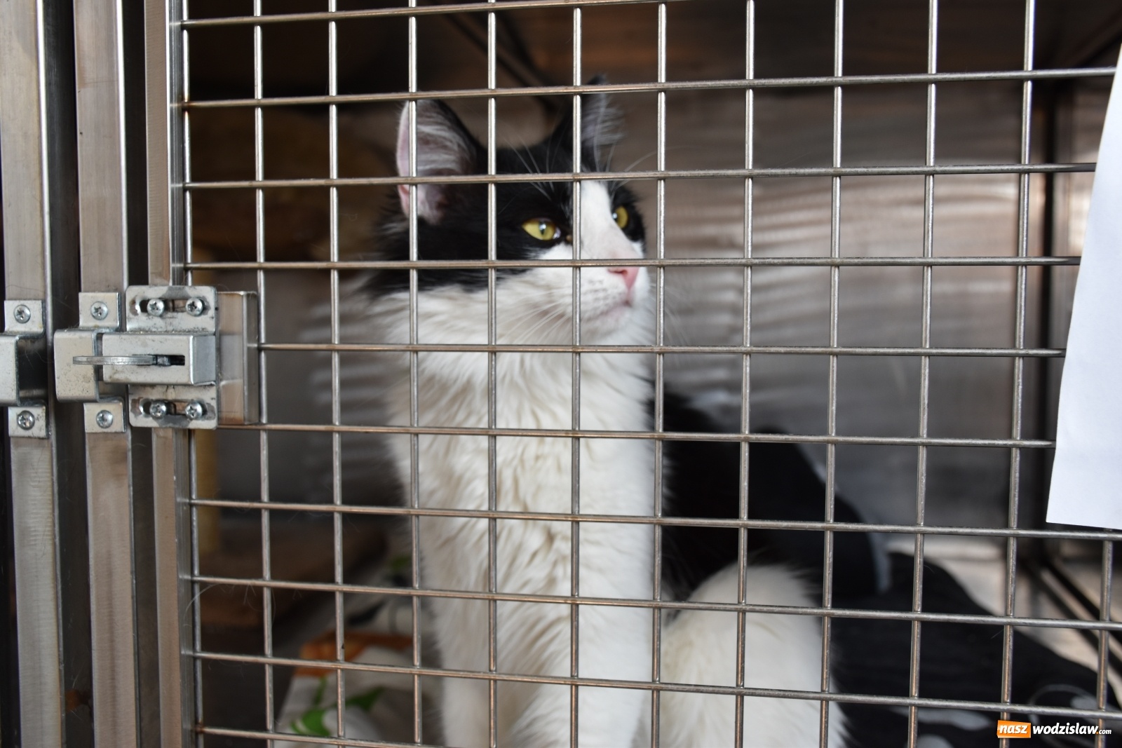 Zdjęcie w galerii na portalu naszwodzislaw.com: Zyskaj przyjaciela na całe życie wiadomości z regionu