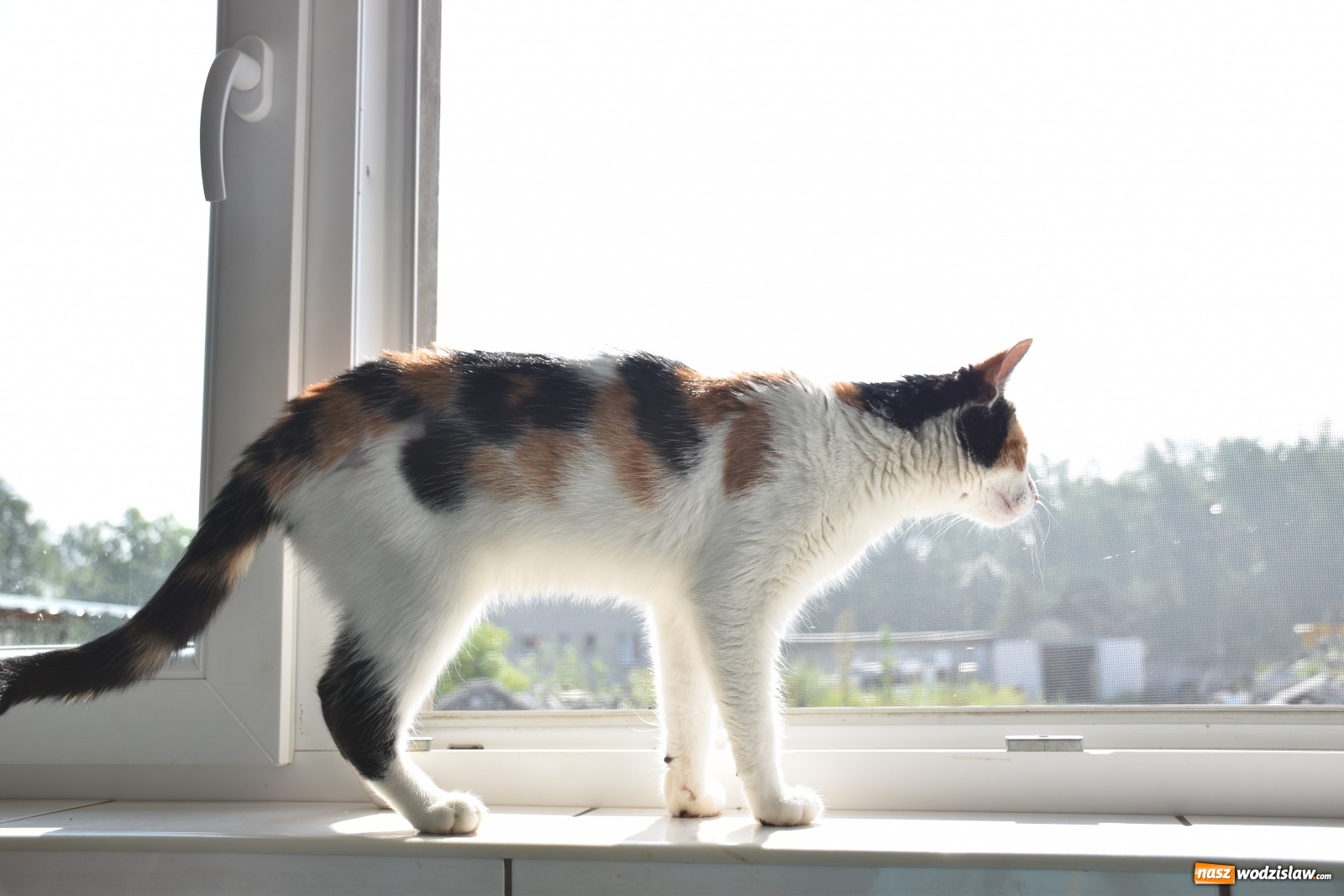 Zdjęcie w galerii na portalu naszwodzislaw.com: Zyskaj przyjaciela na całe życie wiadomości z regionu