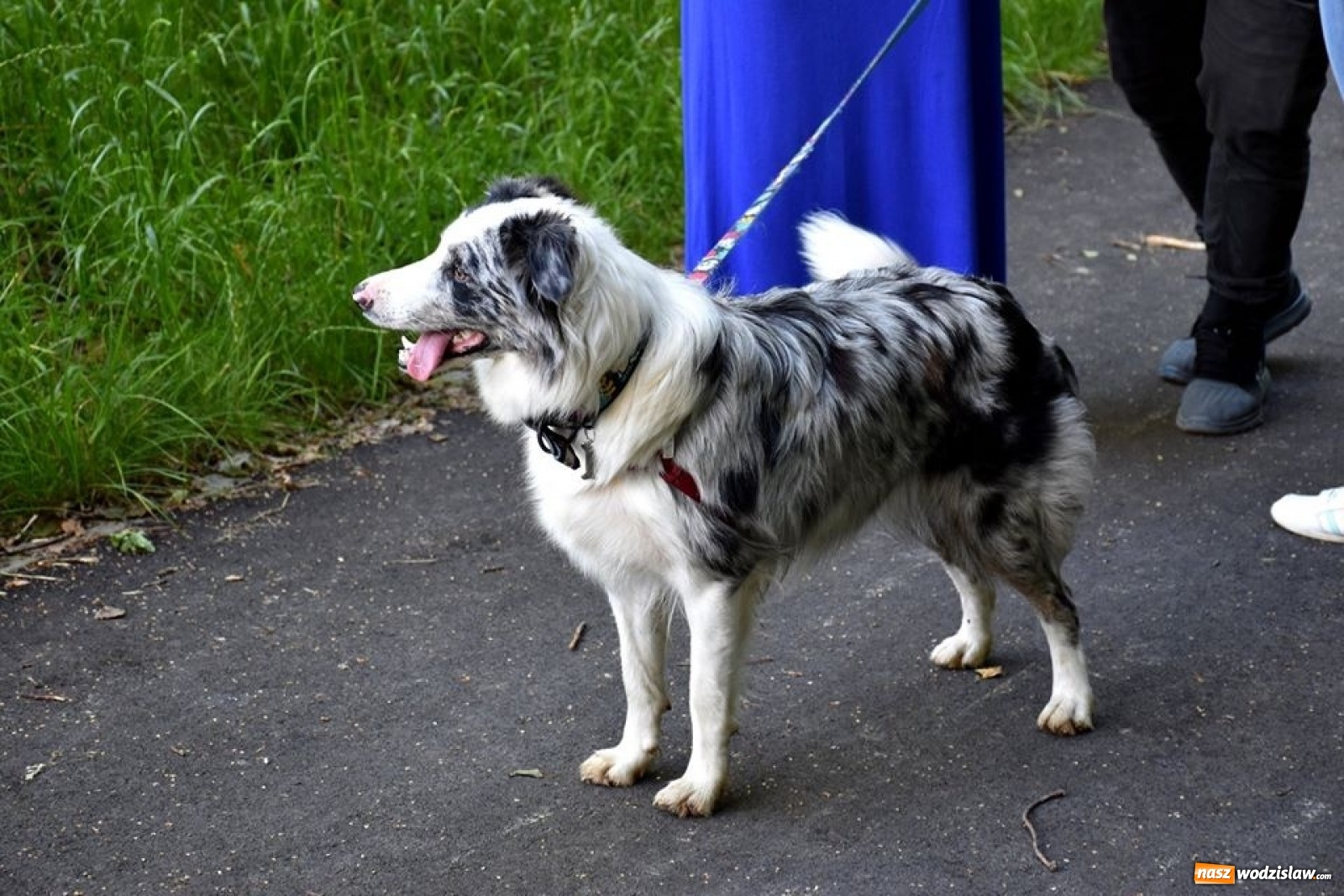 Zdjęcie w galerii na portalu naszwodzislaw.com: To był udany spacer z czworonogami [FOTO] wiadomości z regionu
