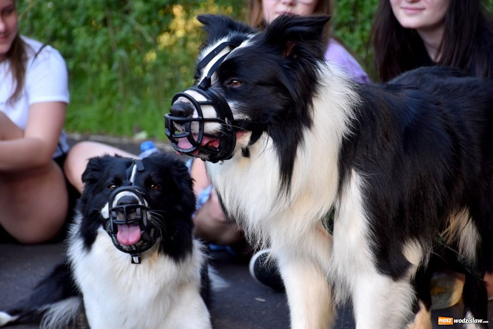 Zdjęcie w galerii na portalu naszwodzislaw.com: To był udany spacer z czworonogami [FOTO] wiadomości z regionu