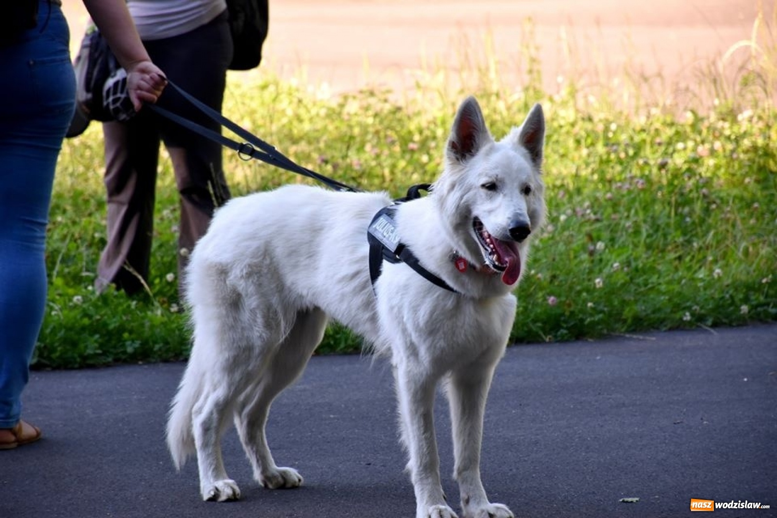 Zdjęcie w galerii na portalu naszwodzislaw.com: To był udany spacer z czworonogami [FOTO] wiadomości z regionu