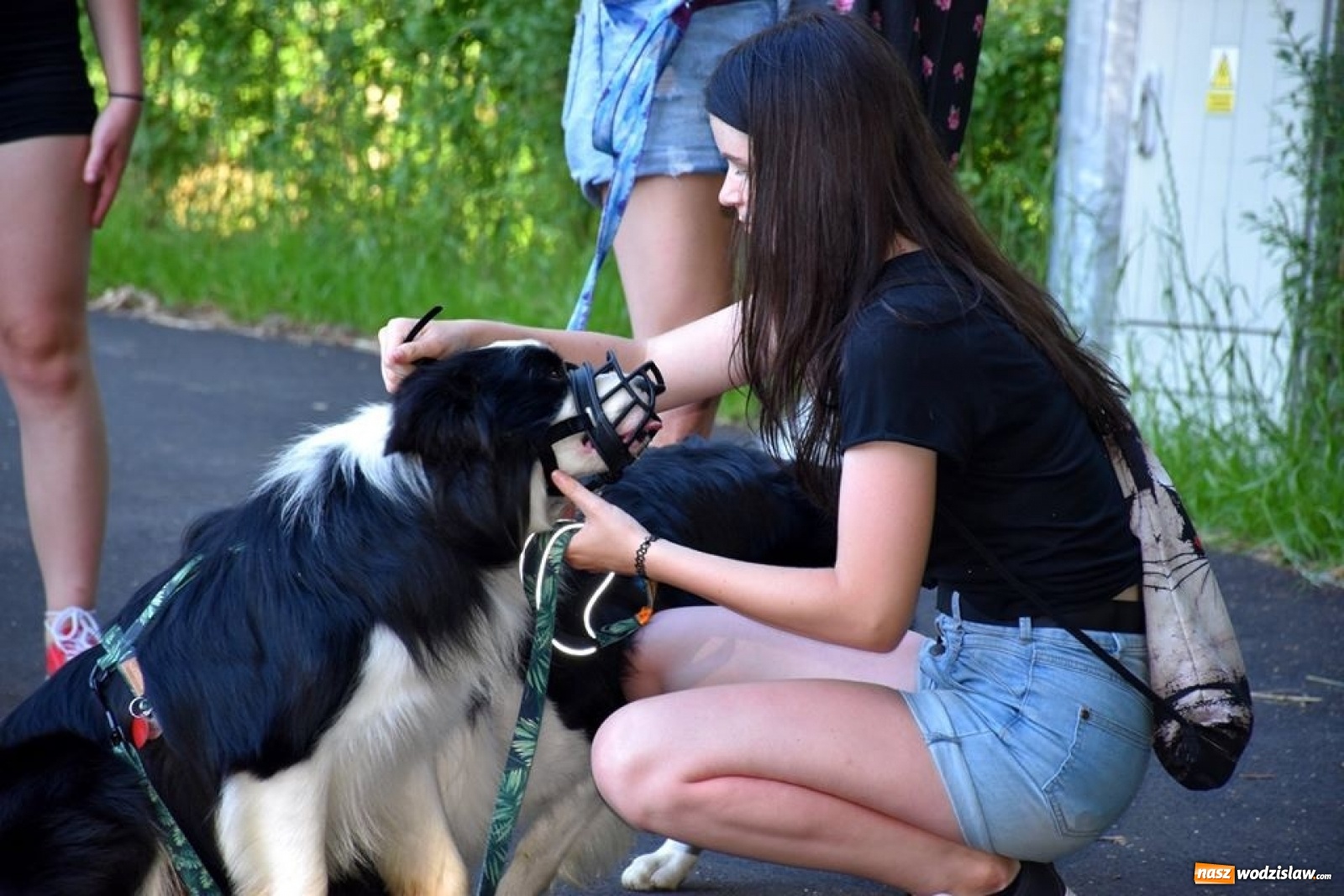 Zdjęcie w galerii na portalu naszwodzislaw.com: To był udany spacer z czworonogami [FOTO] wiadomości z regionu