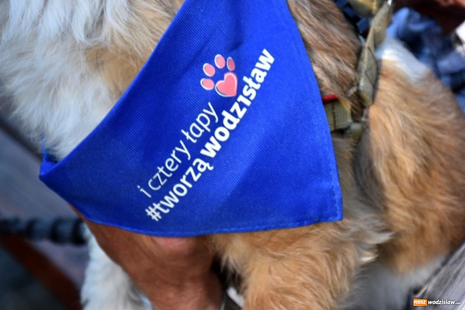 Zdjęcie w galerii na portalu naszwodzislaw.com: To był udany spacer z czworonogami [FOTO] wiadomości z regionu