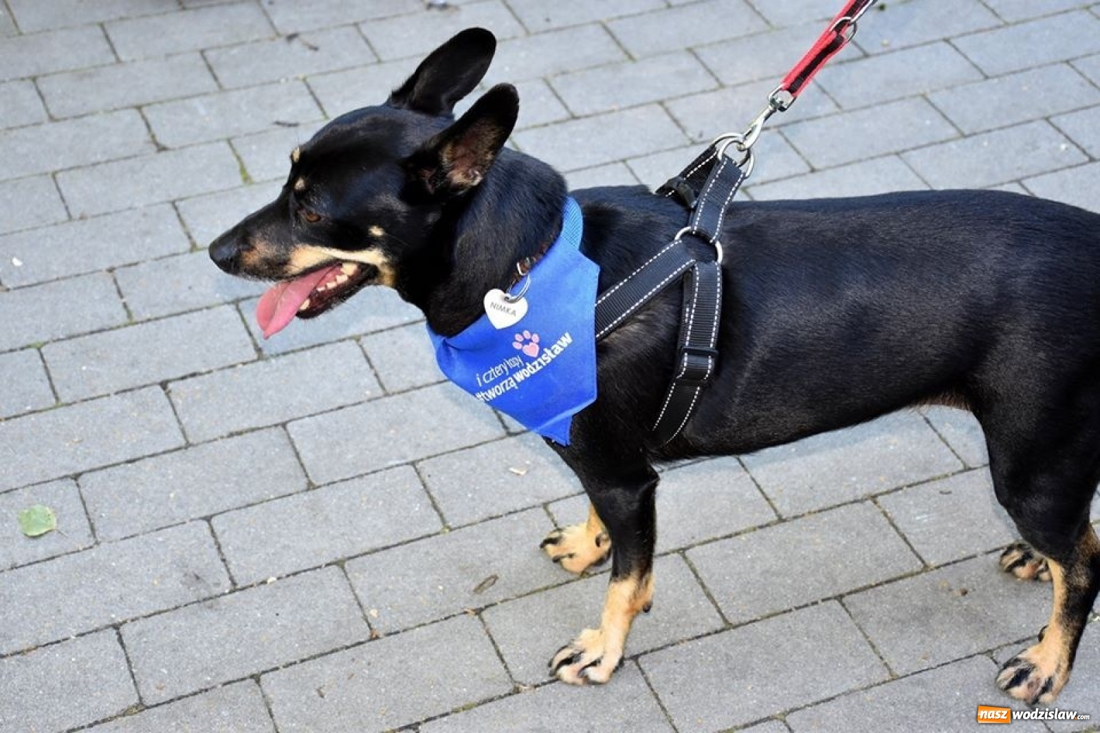 Zdjęcie w galerii na portalu naszwodzislaw.com: To był udany spacer z czworonogami [FOTO] wiadomości z regionu