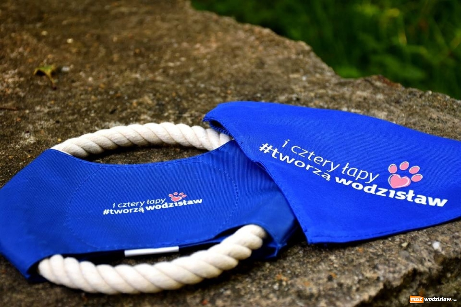 Zdjęcie w galerii na portalu naszwodzislaw.com: To był udany spacer z czworonogami [FOTO] wiadomości z regionu