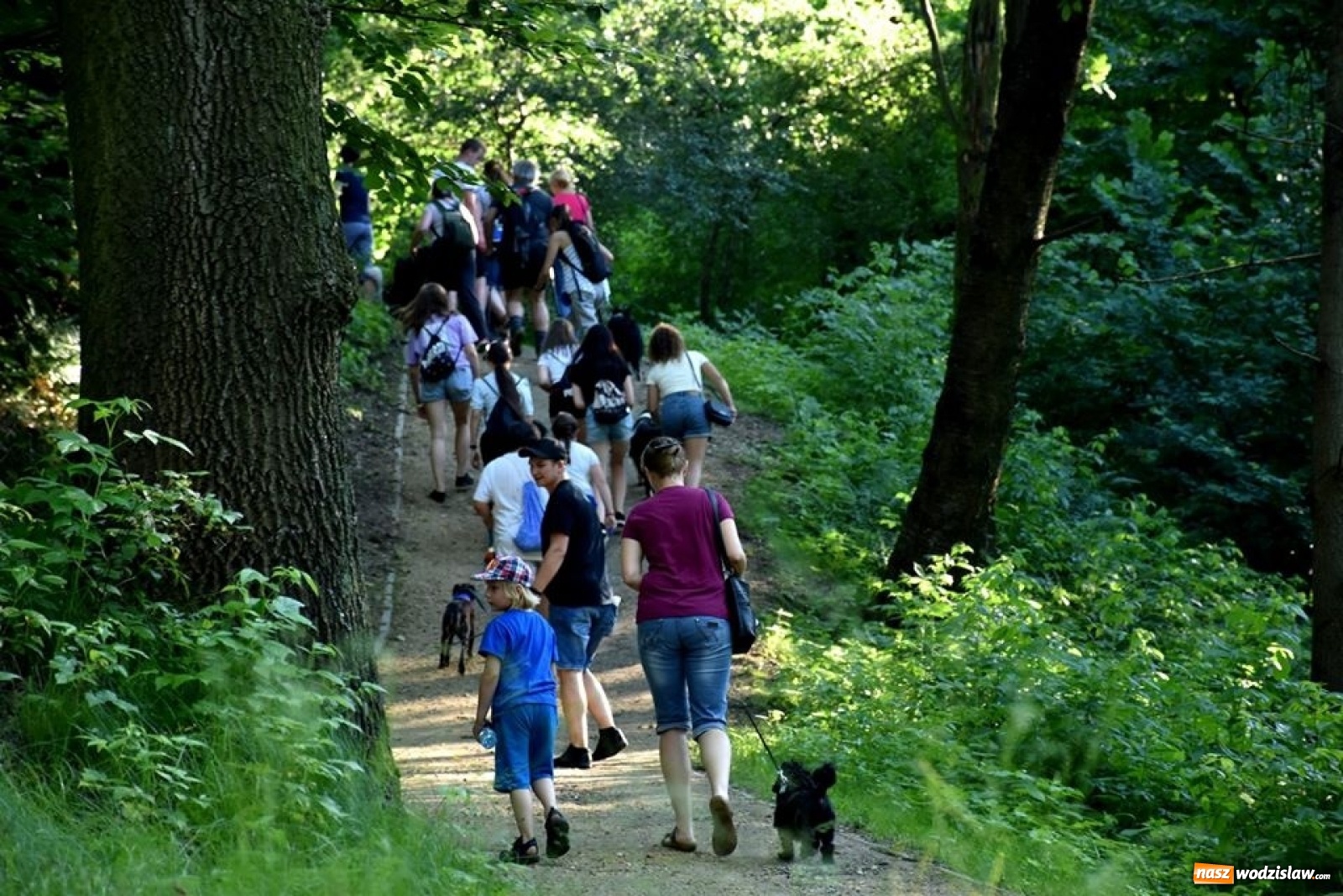 Zdjęcie w galerii na portalu naszwodzislaw.com: To był udany spacer z czworonogami [FOTO] wiadomości z regionu