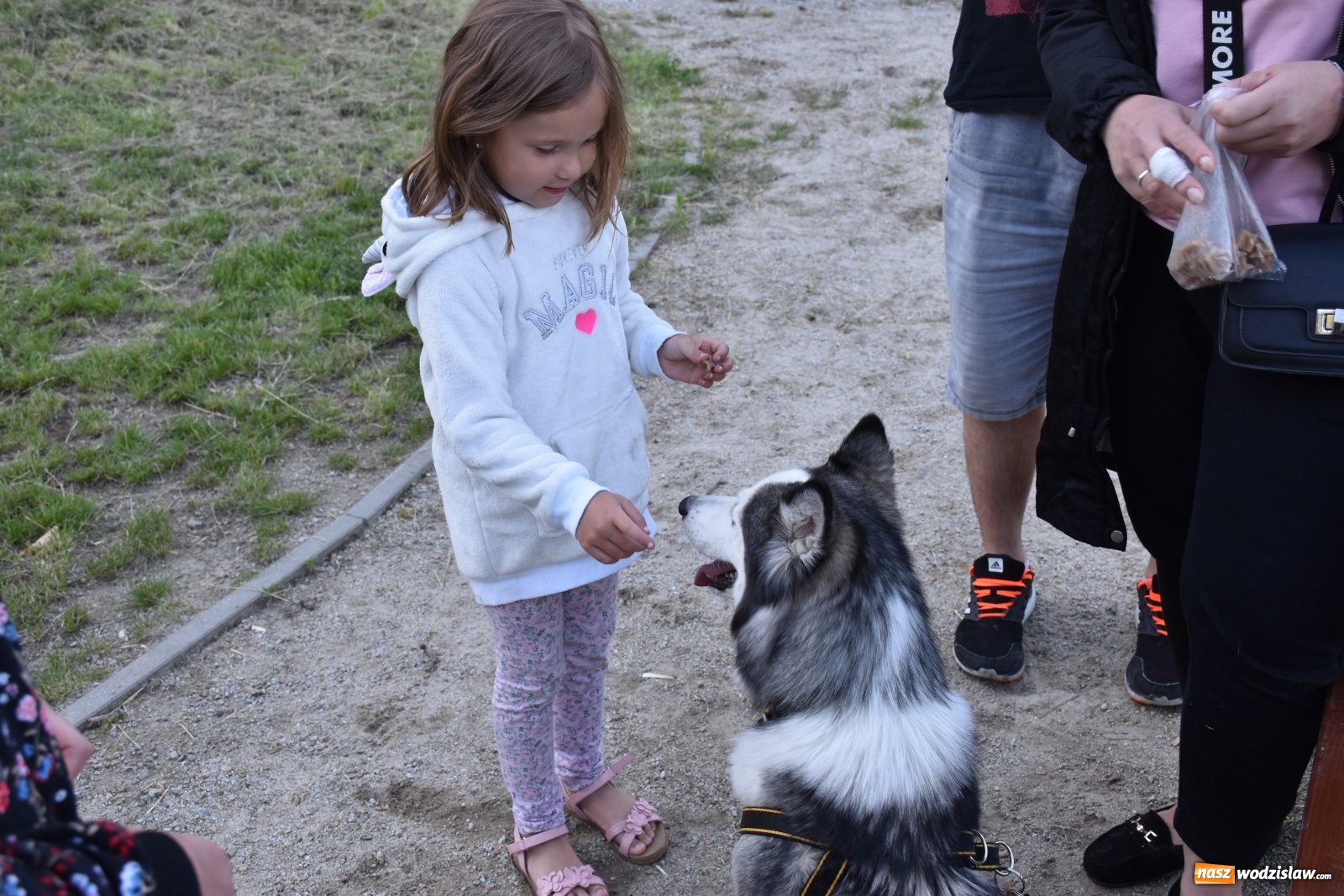 Zdjęcie w galerii na portalu naszwodzislaw.com: Psie porady behawioralne w Wodzisławiu Śląskim wiadomości z regionu
