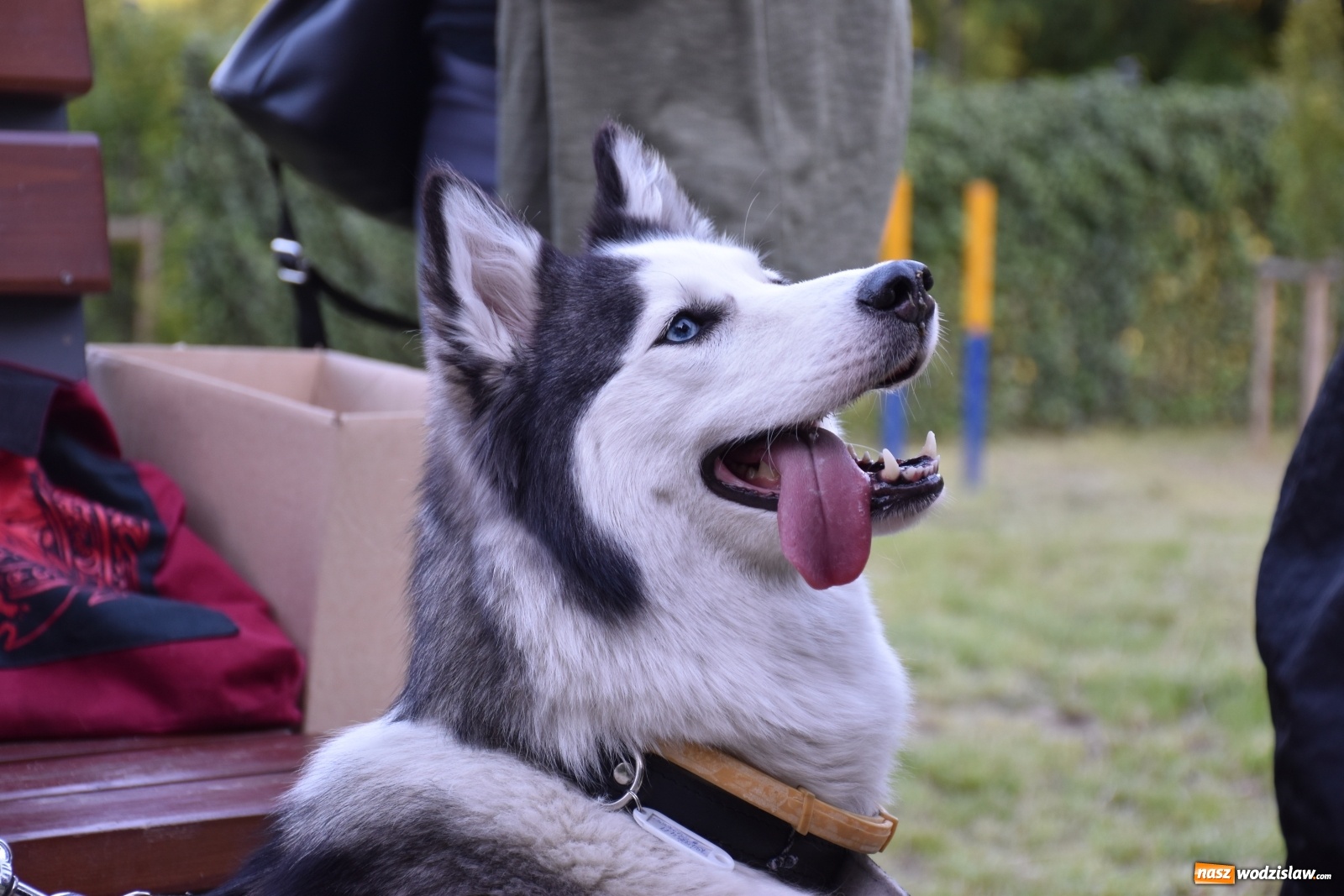 Zdjęcie w galerii na portalu naszwodzislaw.com: Psie porady behawioralne w Wodzisławiu Śląskim wiadomości z regionu