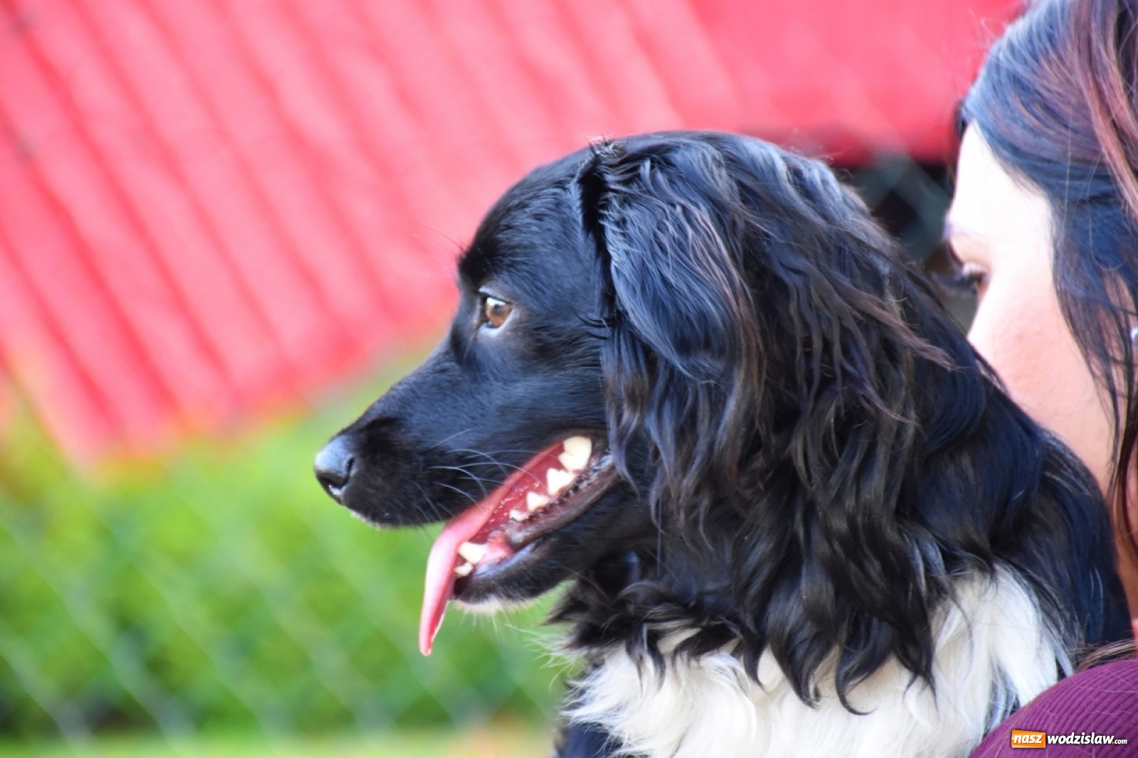 Zdjęcie w galerii na portalu naszwodzislaw.com: Kolejne psie porady behawioralne za nami [FOTO] wiadomości z regionu