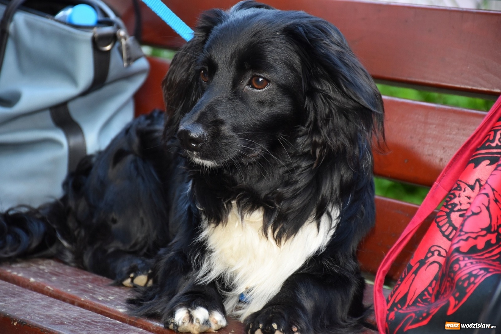 Zdjęcie w galerii na portalu naszwodzislaw.com: Kolejne psie porady behawioralne za nami [FOTO] wiadomości z regionu