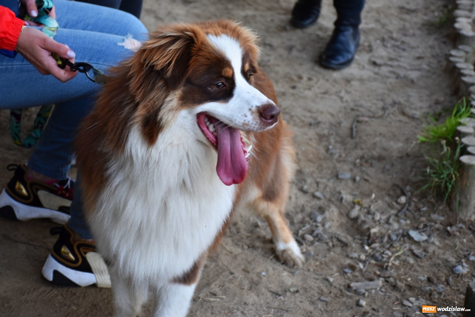 Zdjęcie w galerii na portalu naszwodzislaw.com: Kolejne psie porady behawioralne za nami [FOTO] wiadomości z regionu