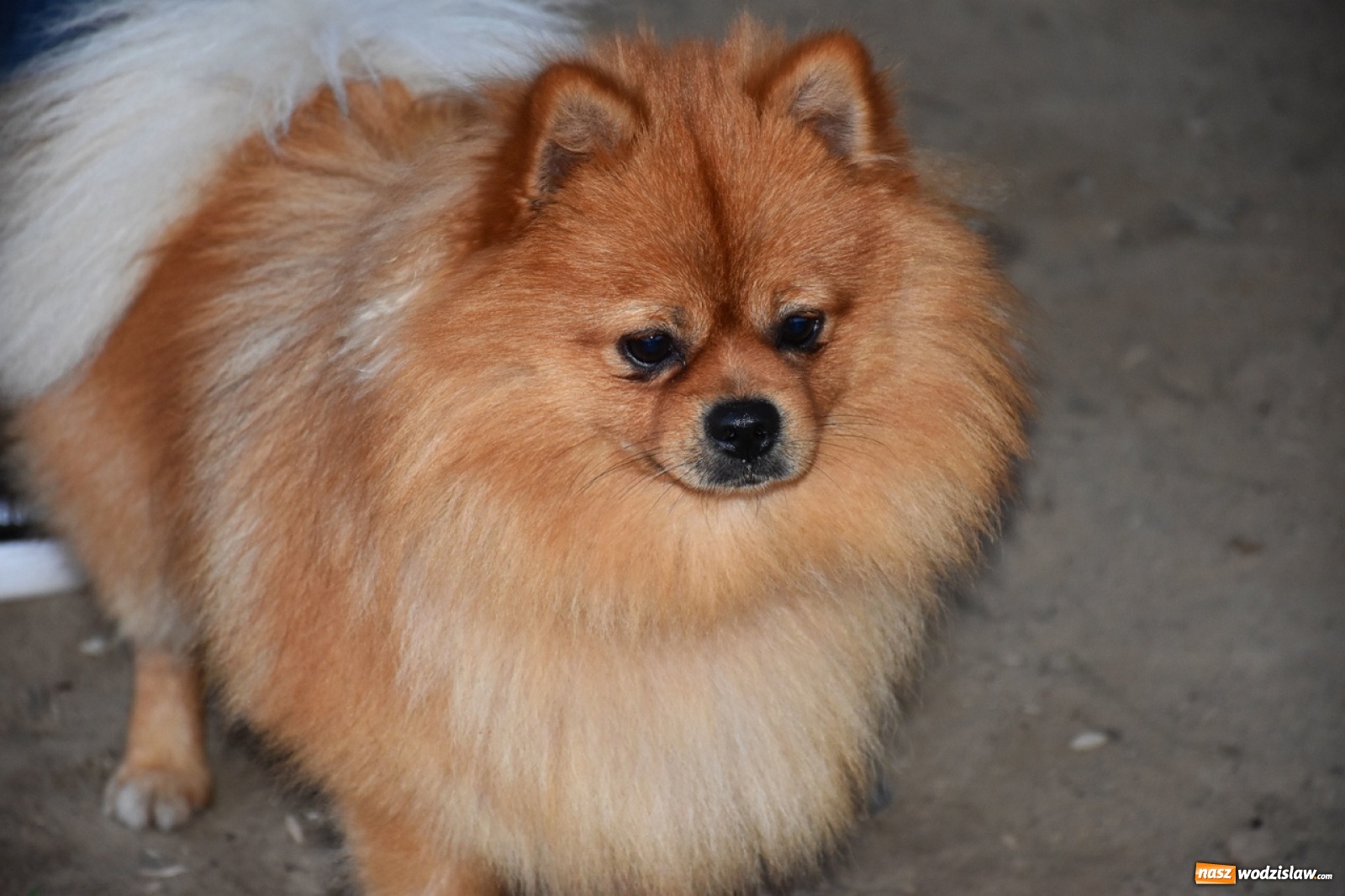 Zdjęcie w galerii na portalu naszwodzislaw.com: Kolejne psie porady behawioralne za nami [FOTO] wiadomości z regionu