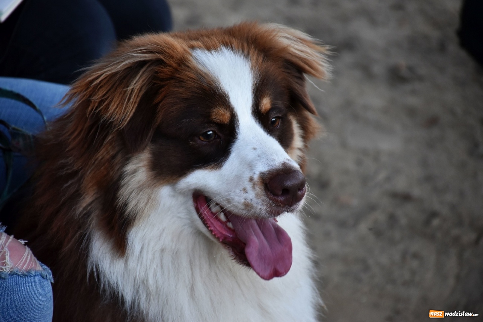 Zdjęcie w galerii na portalu naszwodzislaw.com: Kolejne psie porady behawioralne za nami [FOTO] wiadomości z regionu