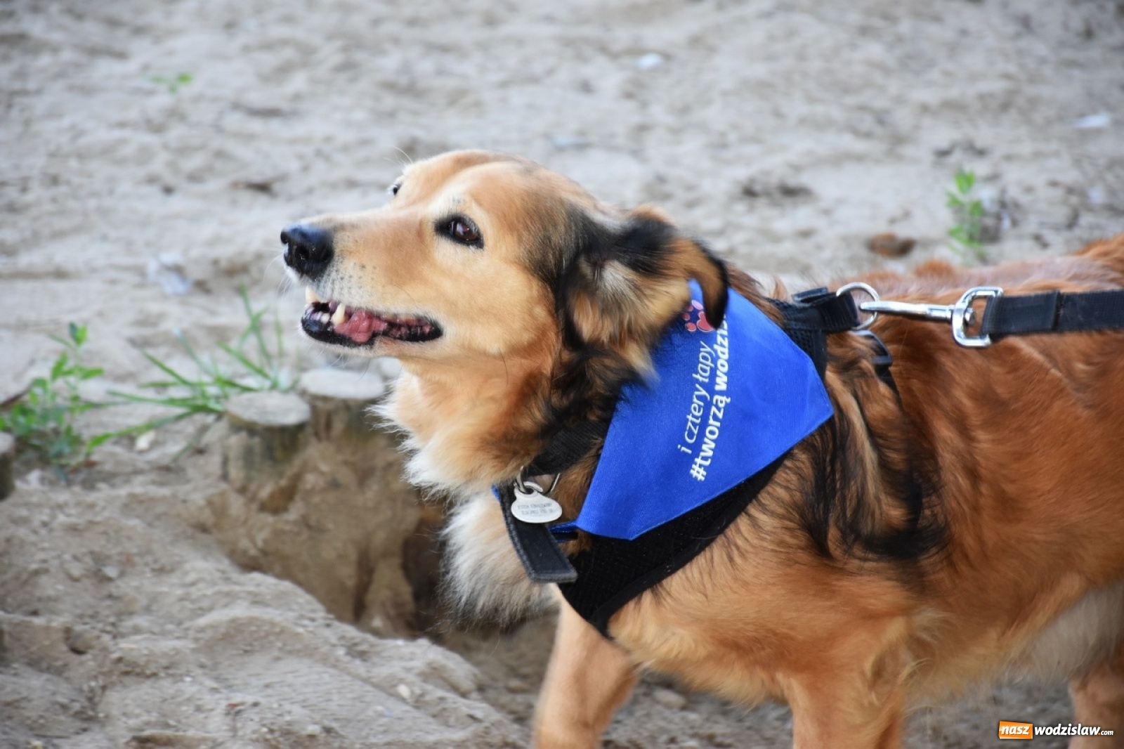Zdjęcie w galerii na portalu naszwodzislaw.com: Kolejne psie porady behawioralne za nami [FOTO] wiadomości z regionu