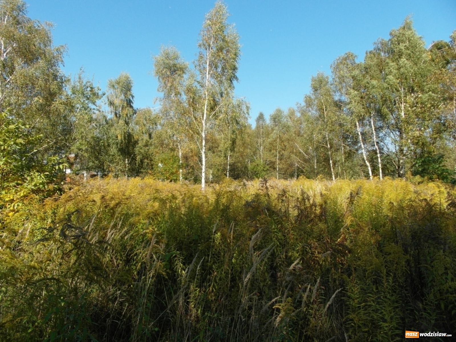 Zdjęcie w galerii na portalu naszwodzislaw.com: Ogłoszono przetarg na sprzedaż nieruchomości mieszkaniowych wiadomości z regionu