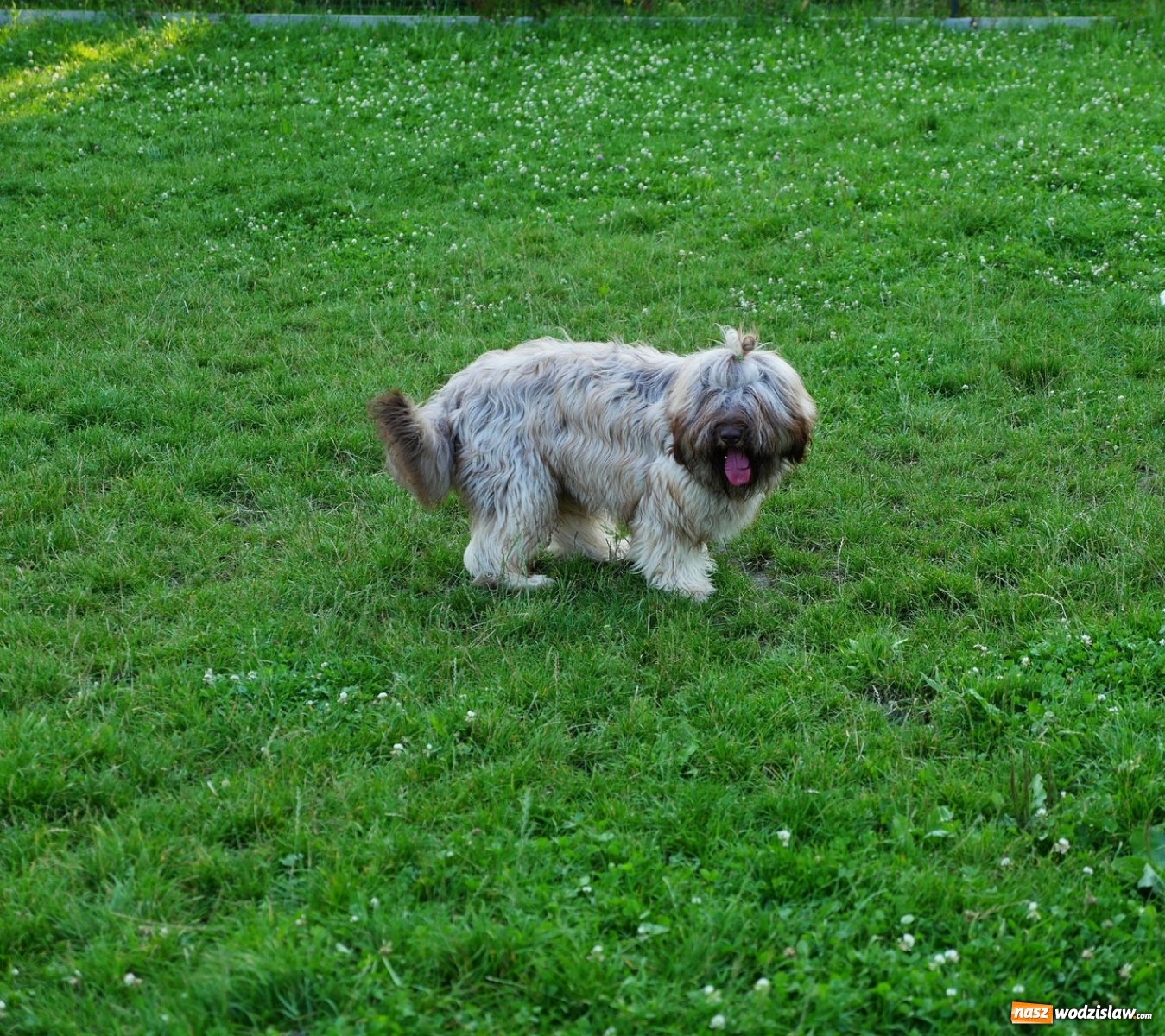 Zdjęcie w galerii na portalu naszwodzislaw.com: Porady behawioralne cieszą się zainteresowaniem wiadomości z regionu