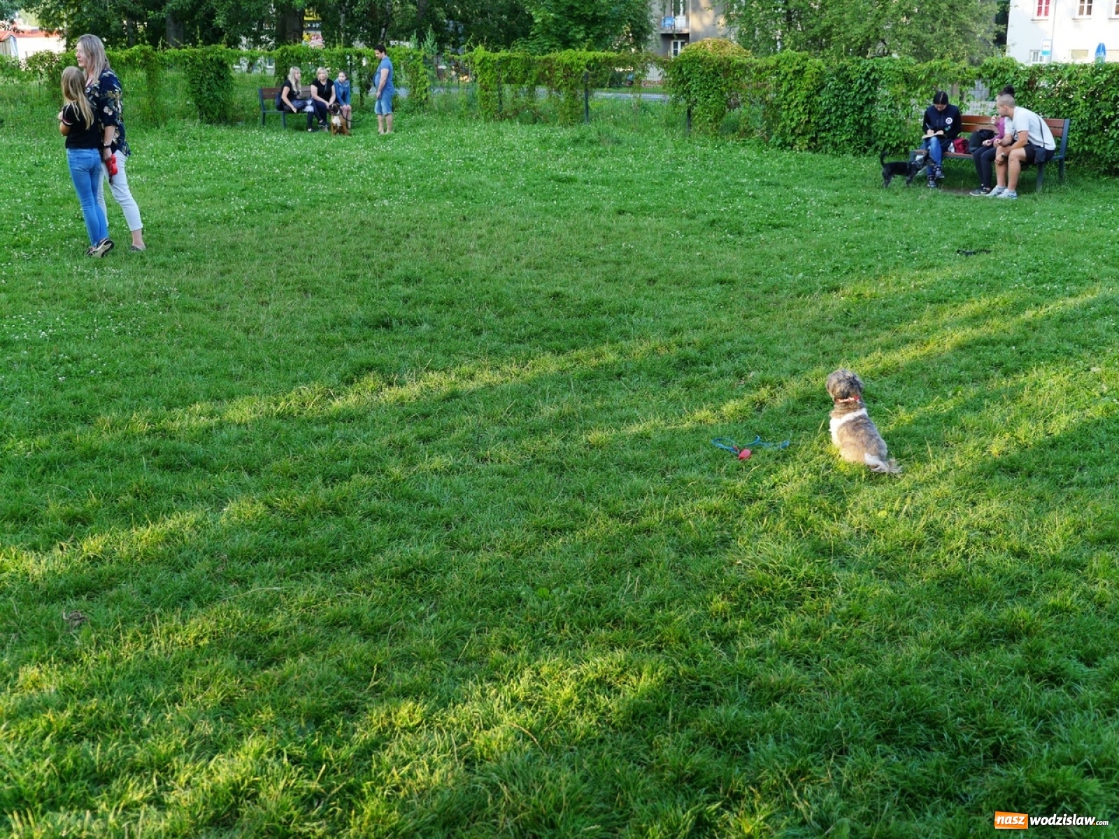Zdjęcie w galerii na portalu naszwodzislaw.com: Porady behawioralne cieszą się zainteresowaniem wiadomości z regionu