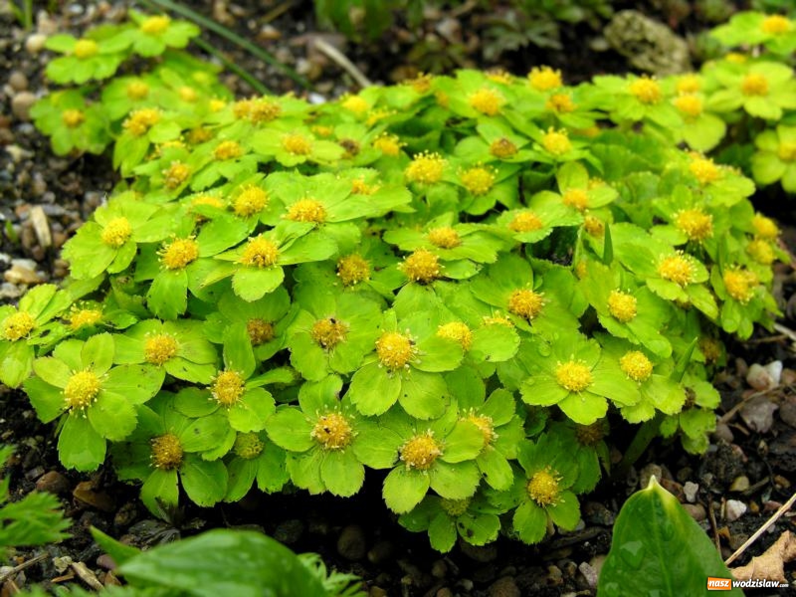 Zdjęcie w galerii na portalu naszwodzislaw.com: Dobry start wodzisławianina w V Biegu na Bucze wiadomości z regionu