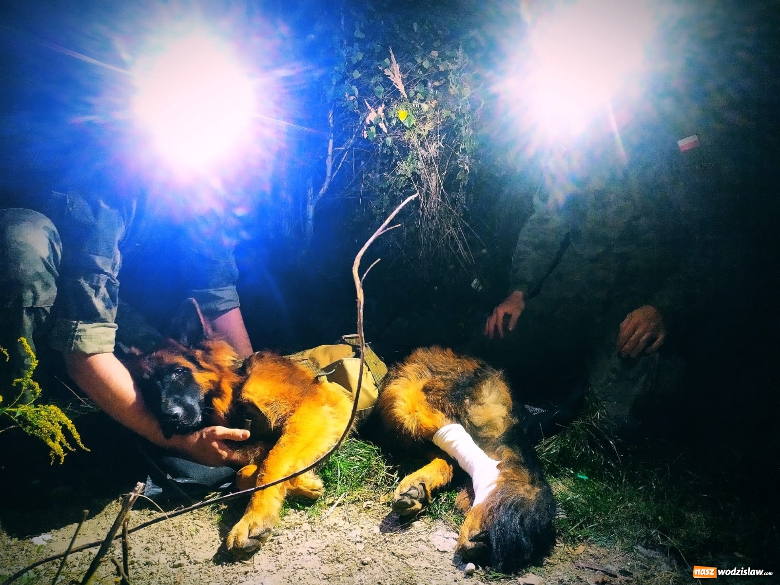 Zdjęcie w galerii na portalu naszwodzislaw.com: Śląscy terytorialsi uczą się jak pomagać psim żołnierzom wiadomości z regionu