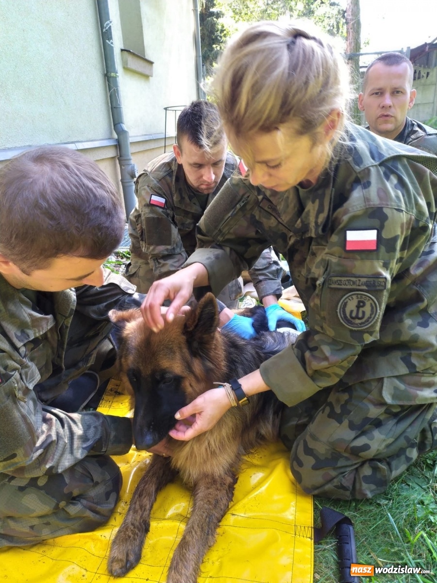 Zdjęcie w galerii na portalu naszwodzislaw.com: Śląscy terytorialsi uczą się jak pomagać psim żołnierzom wiadomości z regionu
