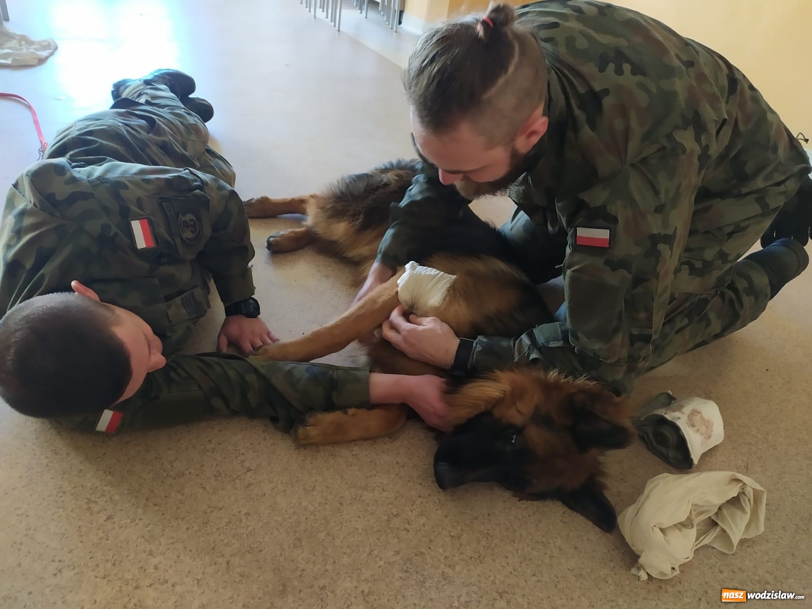 Zdjęcie w galerii na portalu naszwodzislaw.com: Śląscy terytorialsi uczą się jak pomagać psim żołnierzom wiadomości z regionu